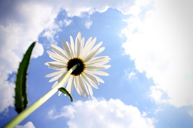 A hopeful image of a flower and a cloudy sky meant to inspire people wondering how to get back on track after relapse